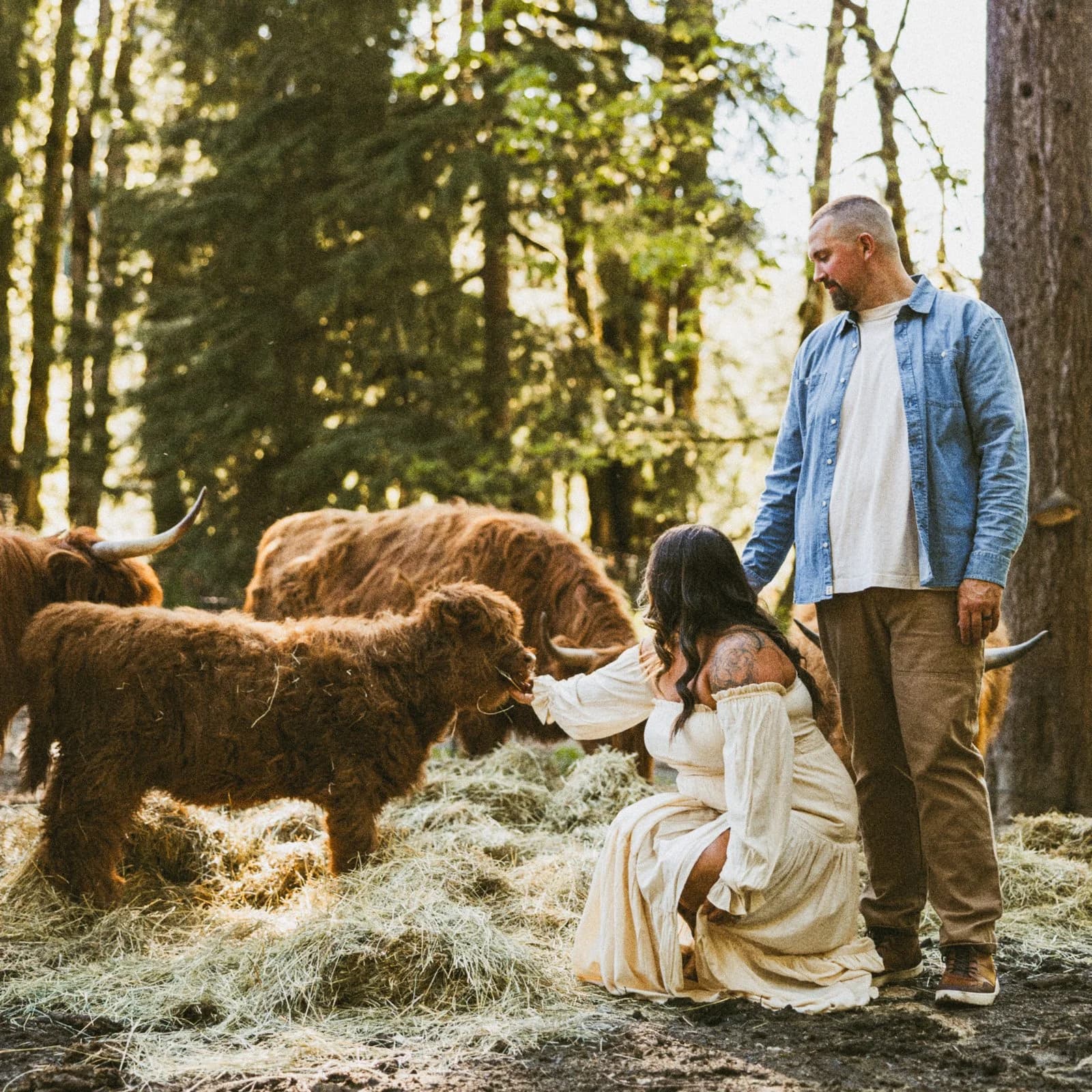 Two people feeding a shaggy Highland calf in the hay, the herd behind them