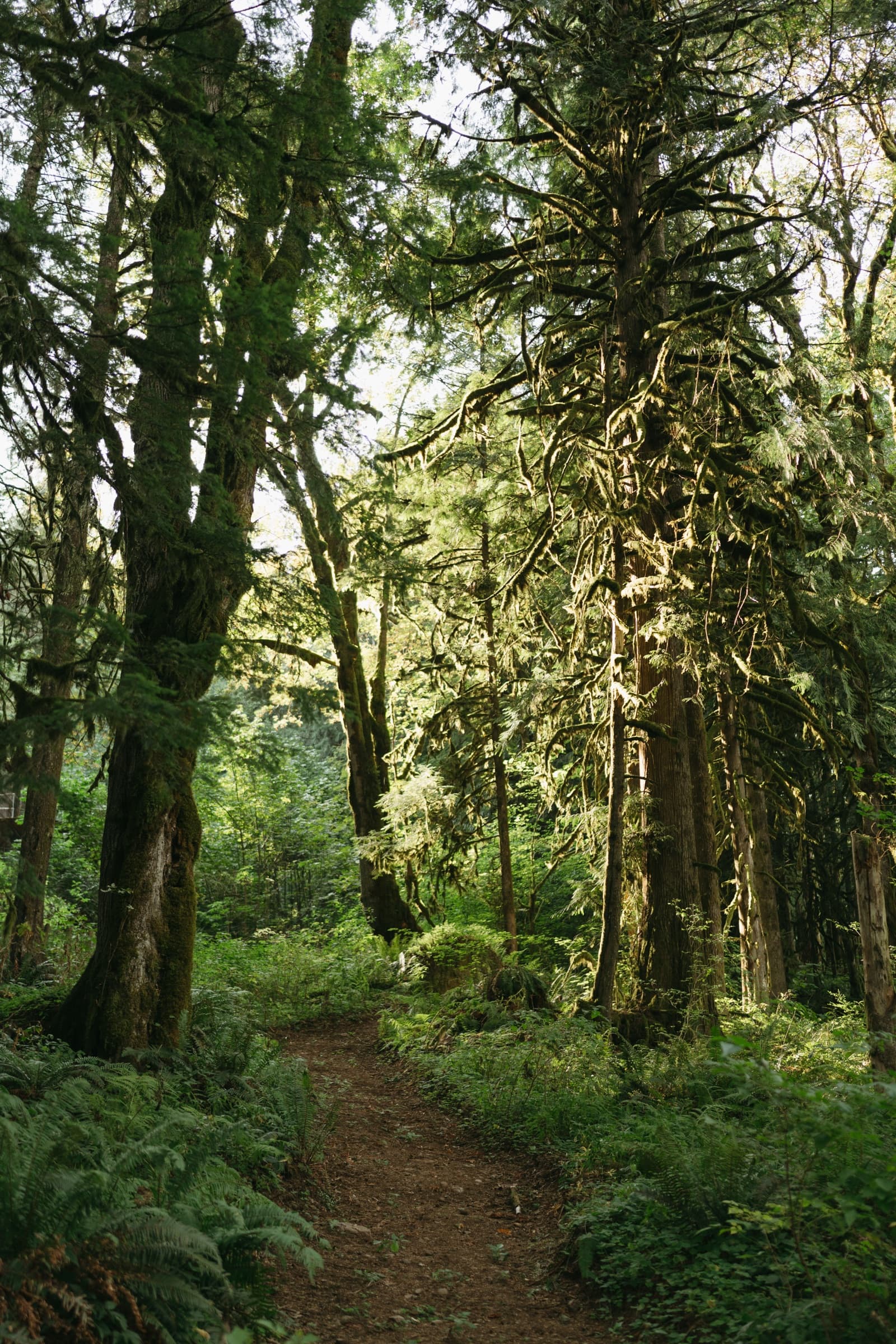 A narrow dirt trail through sword ferns under tall, moss-covered trees