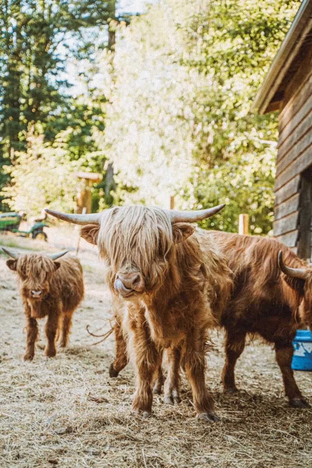 Farm Tour