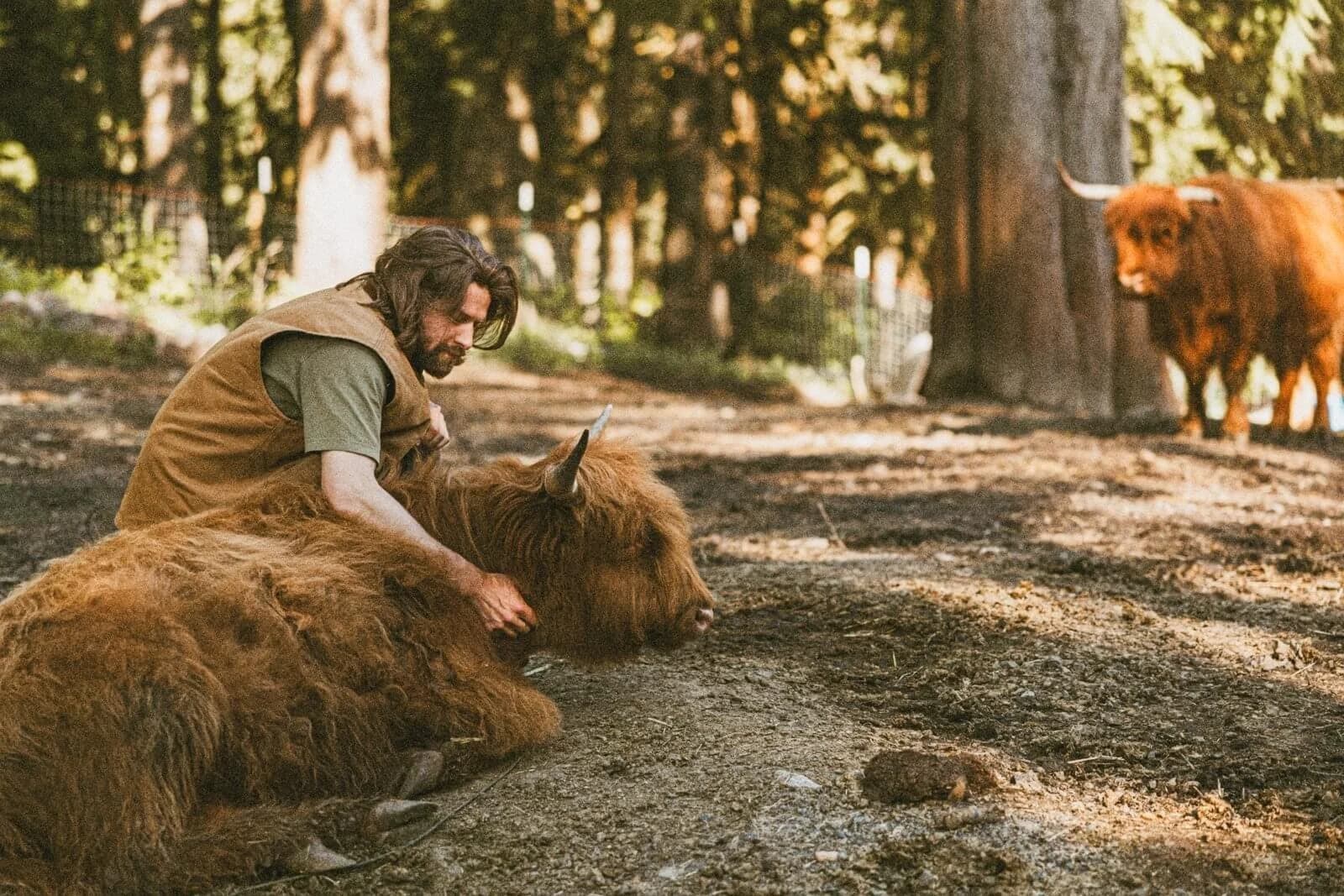 Connor, who owns Highland Farms, kneeling beside a resting Highland cow