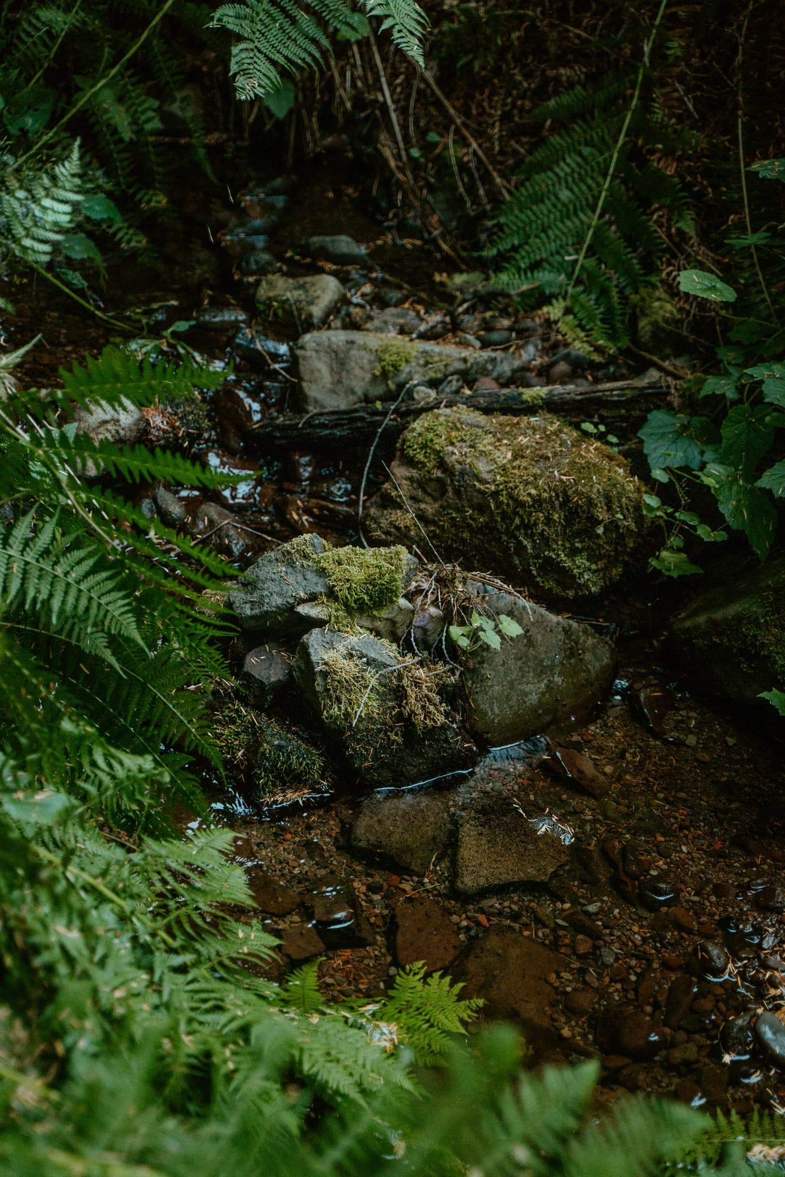 A small stream running between sword ferns and mossy rocks