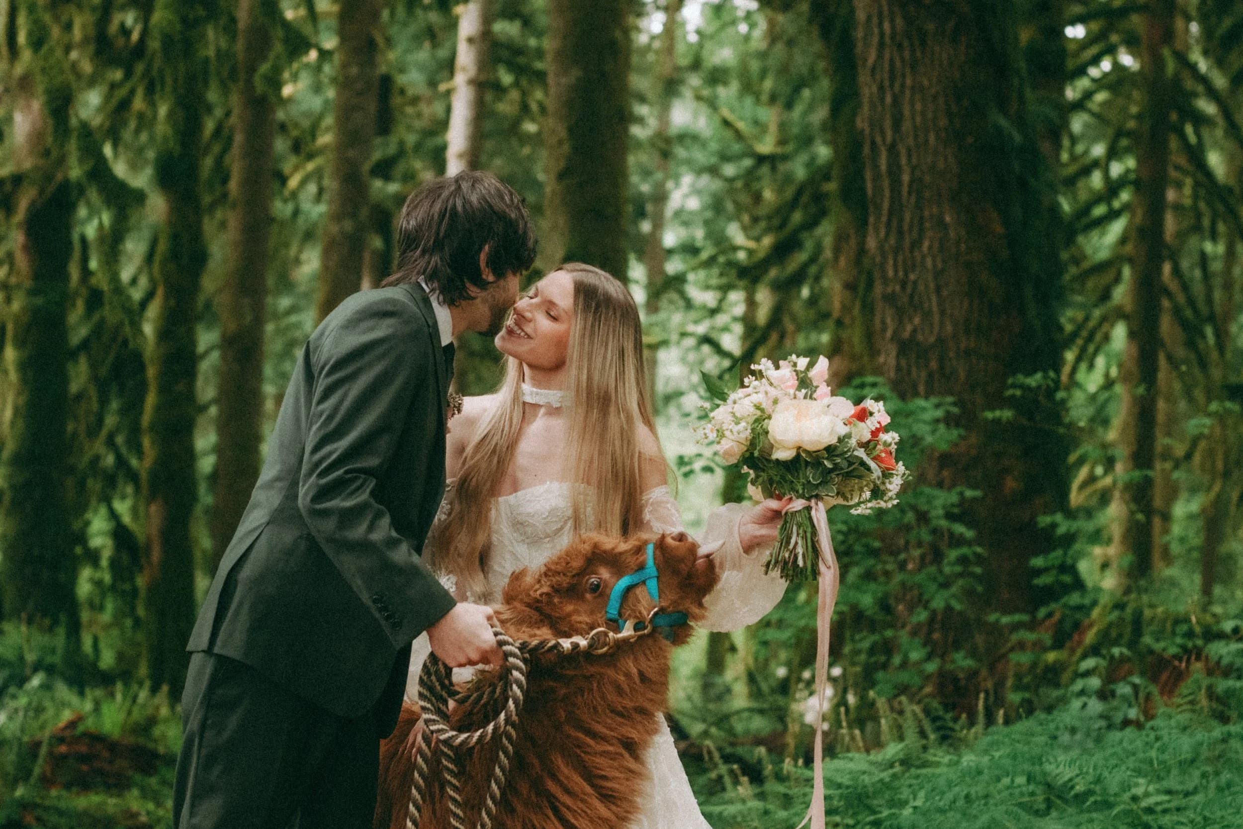 A couple kisses in the forest beside a Highland calf on a halter
