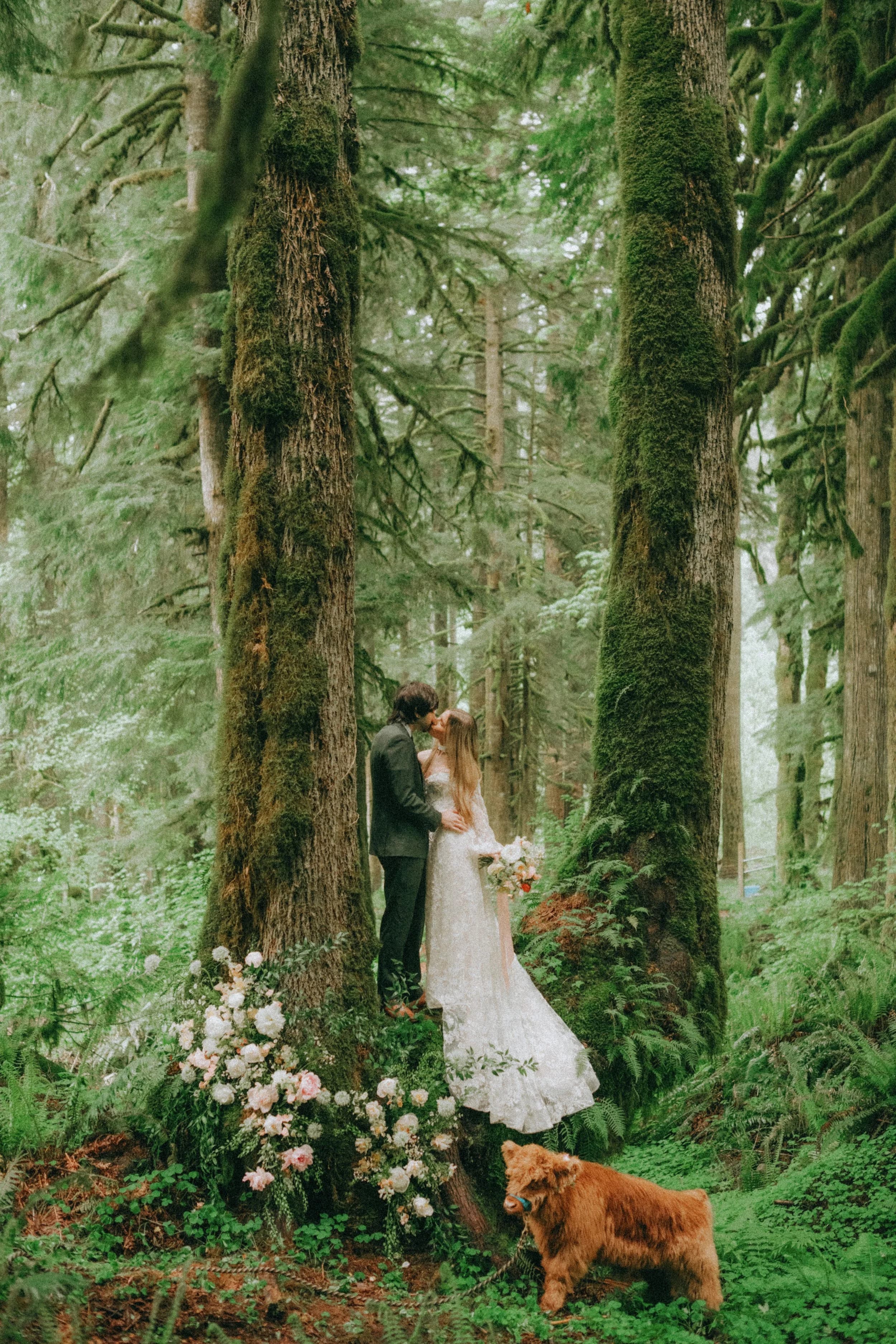 Two people in wedding clothes kiss at the foot of a mossy tree, a Highland calf on a halter in the ferns in front of them