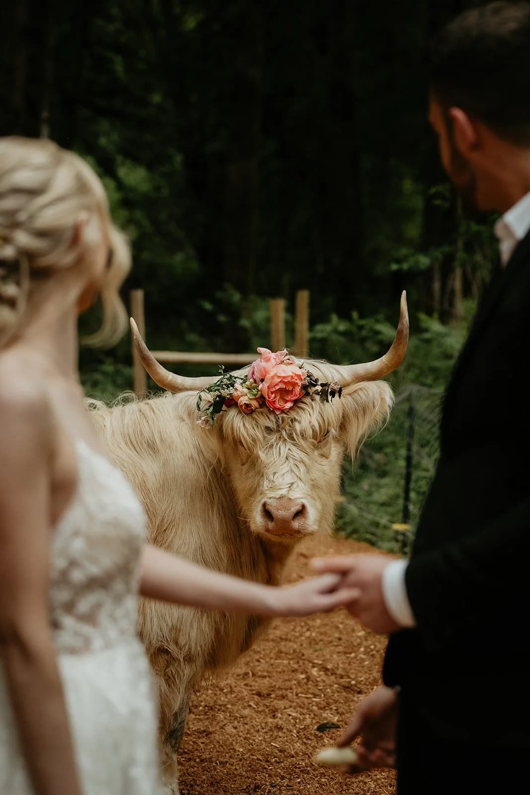 Two people in wedding clothes hold hands in front of a Highland cow wearing a crown of flowers